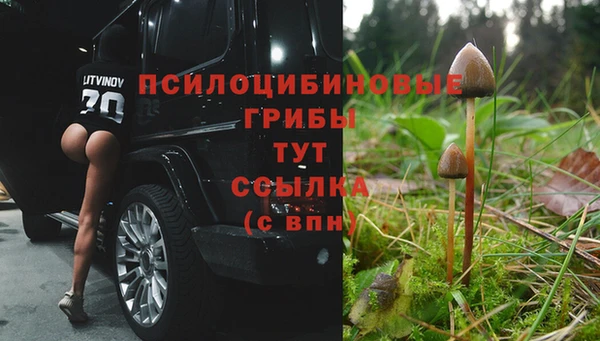 шишки Аркадак
